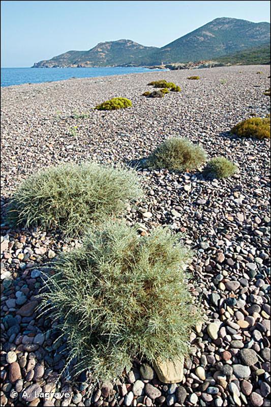 1220 - Végétation vivace des rivages de galets - Habitats d'intérêt communautaire