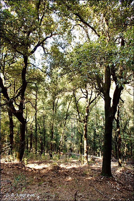 45.3 - Forêts de Chênes verts méso- et supra méditerranéennes - CORINE biotopes