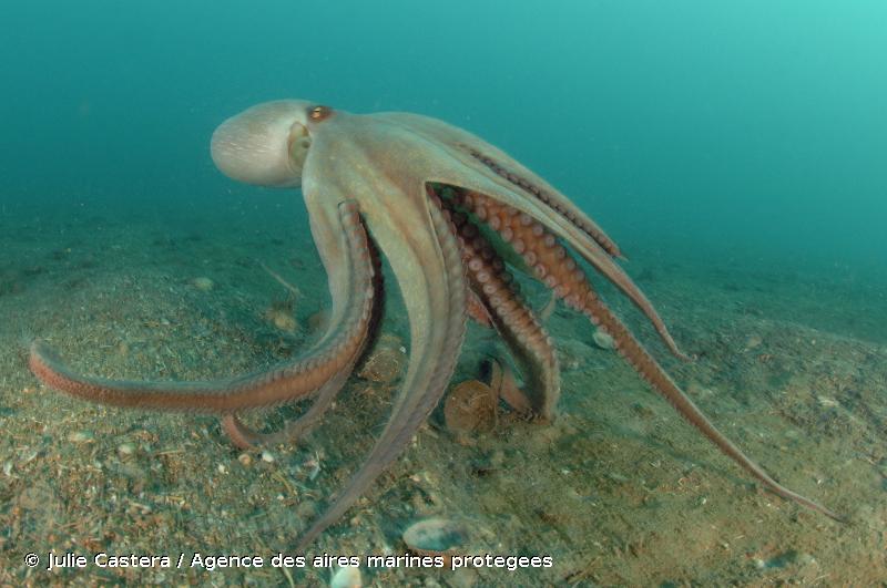 Image result for octopus vulgaris