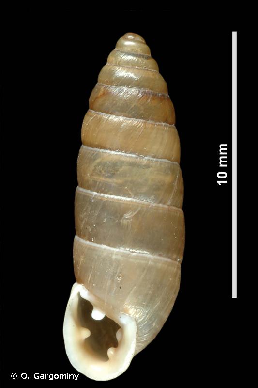 Jaminia quadridens f. elongata (Moquin-Tandon, 1856) 143626