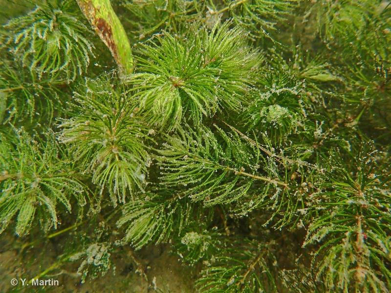 Ceratophyllum Demersum (Cornifle immergée) - Plante oxygénante