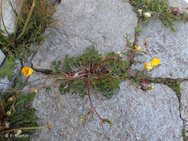 Ranunculus repens L., 1753 - Renoncule rampante, Bouton-d'or  rampant-Overview