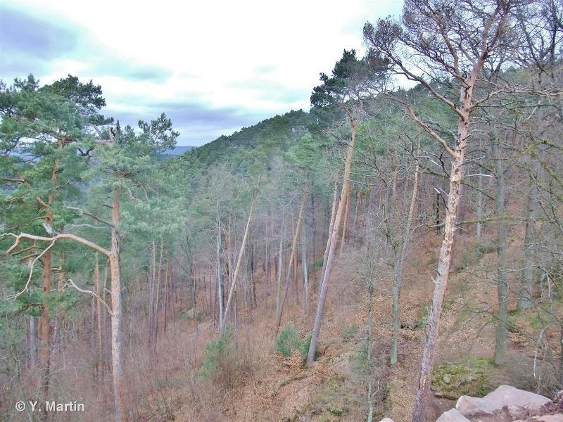 42.5223 - Forêts de Pins sylvestres des Vosges - CORINE biotopes