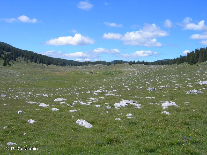 36.4 - Pelouses calcicoles alpines et subalpines - CORINE biotopes