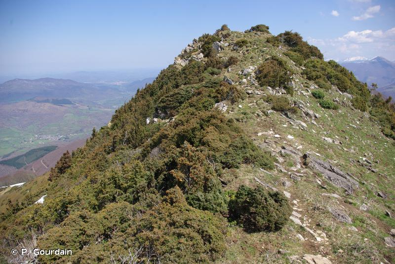 F2.23 - Fourrés des montagnes du Paléarctique méridional à <em>Juniperus</em> nains - EUNIS