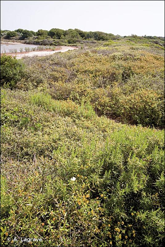 2260 - Dunes à végétation sclérophylle des <em>Cisto-Lavanduletalia</em> - Cahiers d'habitats
