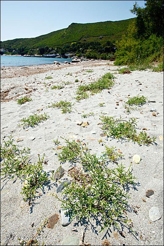 17.2 - Végétation annuelle des laisses de mer sur plages de galets - CORINE biotopes