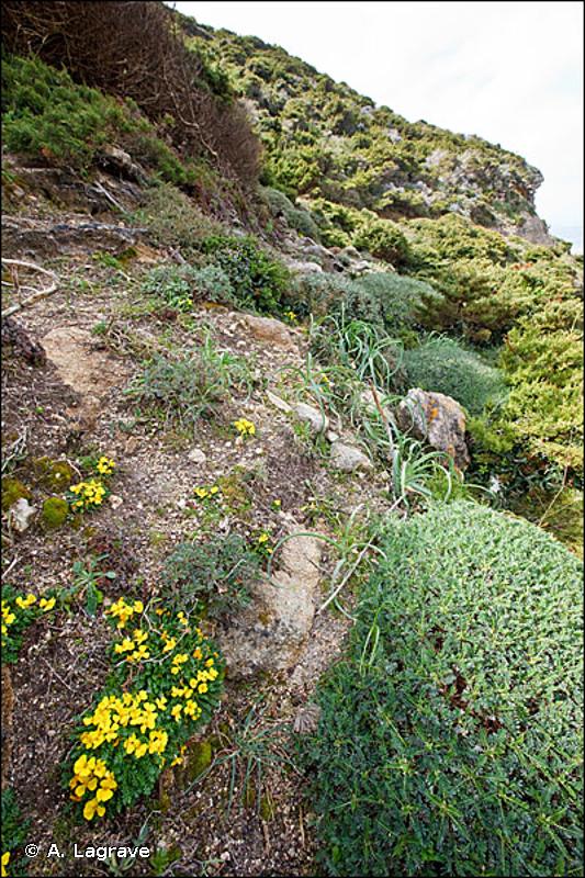 1240 - Falaises avec végétation des côtes méditerranéennes avec <em>Limonium</em> spp. endémiques - Habitats d'intérêt communautaire