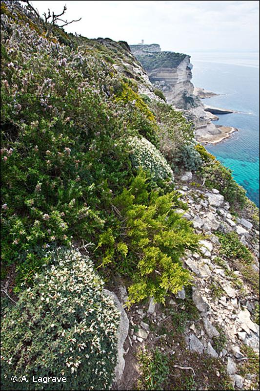 18.22 - Groupements des falaises méditerranéennes - CORINE biotopes