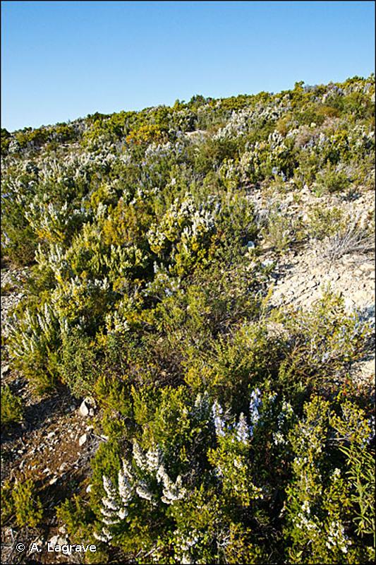 32.32 - Maquis bas à Ericacées - CORINE biotopes
