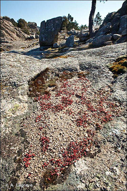 6110 - Pelouses rupicoles calcaires ou basiphiles de l'<em>Alysso-Sedion albi</em> - Habitats d'intérêt communautaire