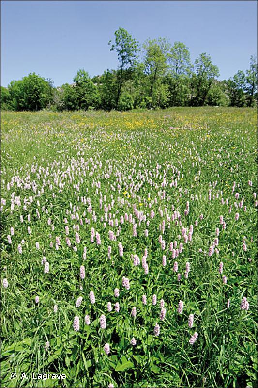 37.215 - Prairies à Renouée bistorte - CORINE biotopes