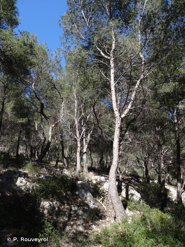 9540-3 - Pinèdes méditerranéennes de pins mésogéens endémiques : Pin d'Alep - Cahiers d'habitats