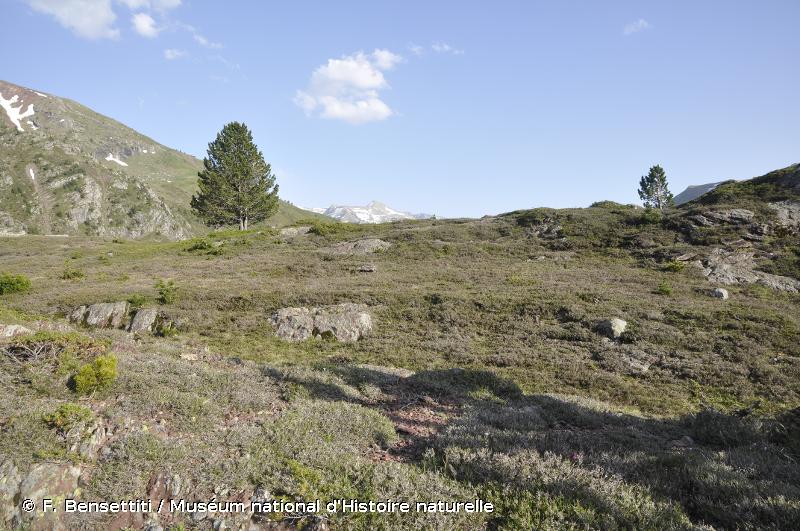 4060 - Landes alpines et boréales - Habitats d'intérêt communautaire