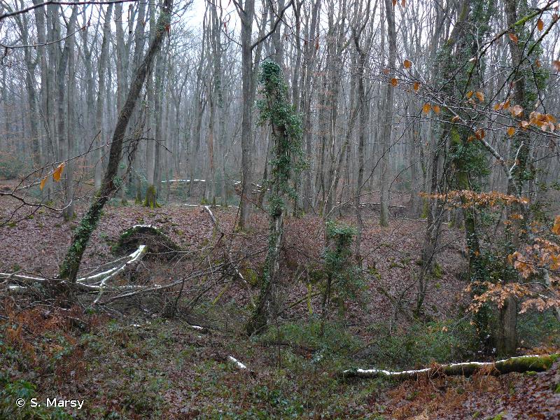 Forêt de Troncais