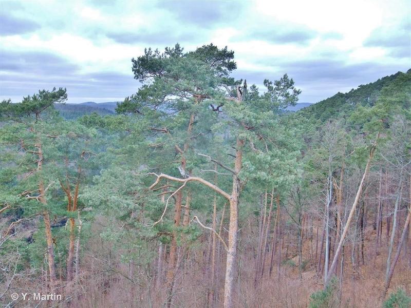 42.522 - Forêts hercyniennes de Pins sylvestres - CORINE biotopes