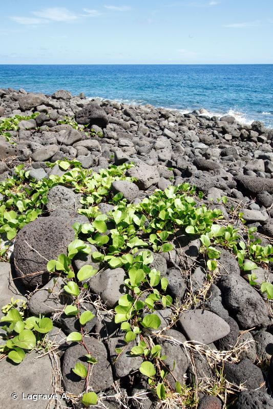 R17.9111 - Groupement à Ipomea pes-caprae et/ ou Canavalia maritima sur plages de galets (Réunion) - Habitats CORINE biotopes de La Réunion (2000, rév. 2010)