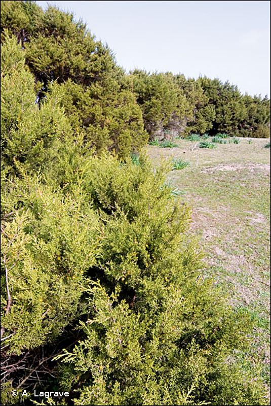 2250 - Dunes littorales à <em>Juniperus</em> spp. - Habitats d'intérêt communautaire