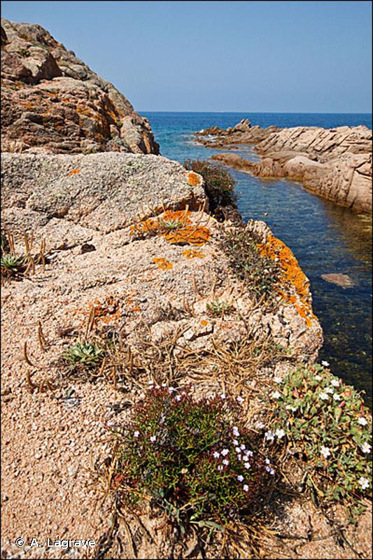 18.2 - Côtes rocheuses et falaises avec végétation - CORINE biotopes