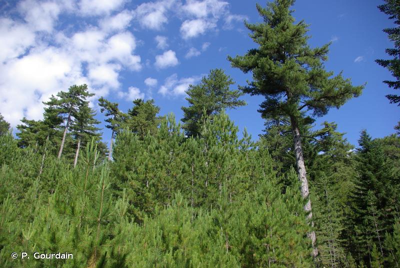 G3.5 - Pinèdes à <em>Pinus nigra</em> - EUNIS