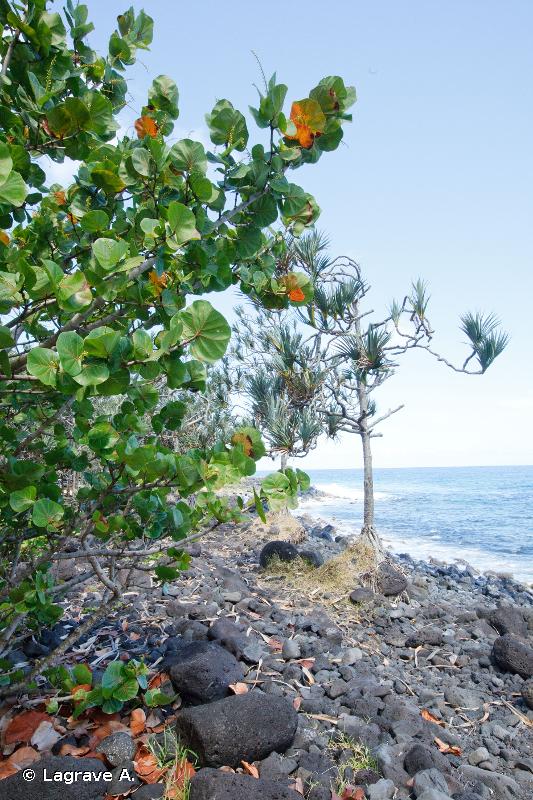 R17.912 - Formations arbustives et bosquet des plages de galets (Réunion) - Habitats CORINE biotopes de La Réunion (2000, rév. 2010)