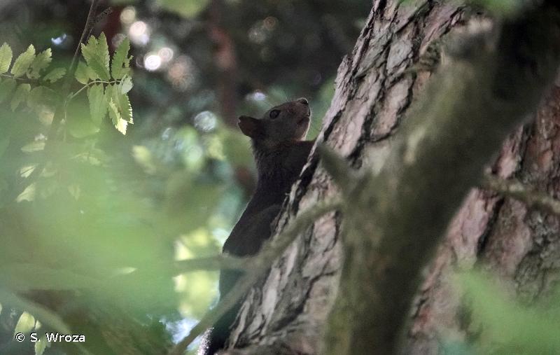 Ecureuil roux : taille, description, biotope, habitat, reproduction