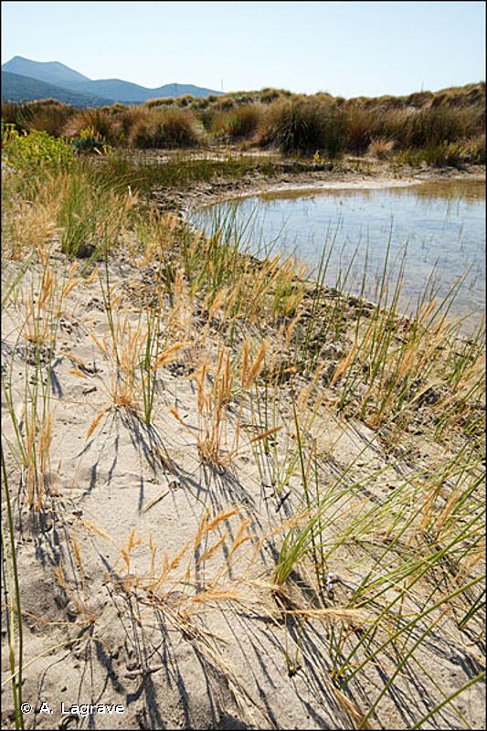 2230 - Dunes avec pelouses des <em>Malcolmietalia</em> - Habitats d'intérêt communautaire