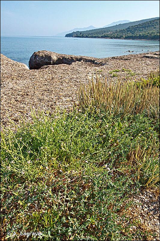 1210 - Végétation annuelle des laisses de mer - Habitats d'intérêt communautaire