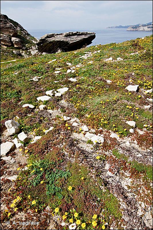 18.2 - Côtes rocheuses et falaises avec végétation - CORINE biotopes