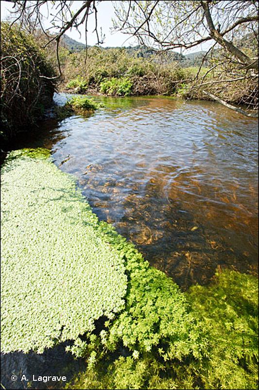 24.4 - Végétation immergée des rivières - CORINE biotopes