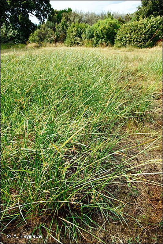 37.4 - Prairies humides méditerranéennes à grandes herbes - CORINE biotopes