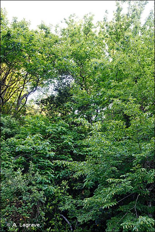 41.8 - Forêts de Charmes houblon, de Charmes orientaux et thermophiles mixtes - CORINE biotopes