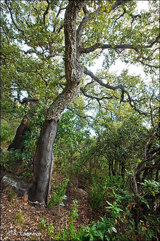 9330 - Forêts à <em>Quercus suber</em> - Habitats d'intérêt communautaire