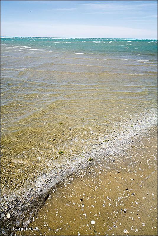 1110 - Bancs de sable à faible couverture permanente d'eau marine - Cahiers d'habitats