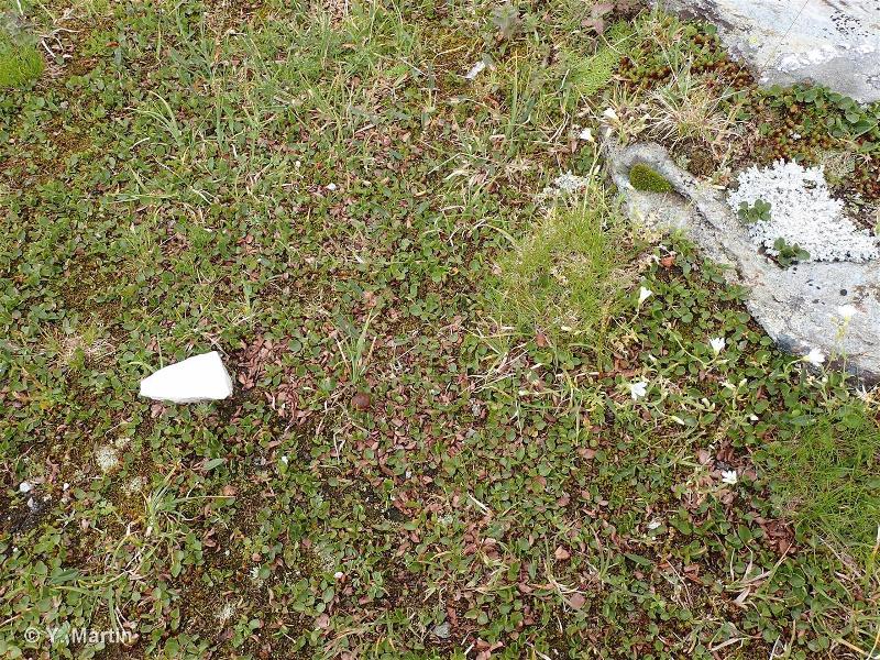 36.1112 - Communautés acidiphiles des combes à neige alpines à Saule nain - CORINE biotopes