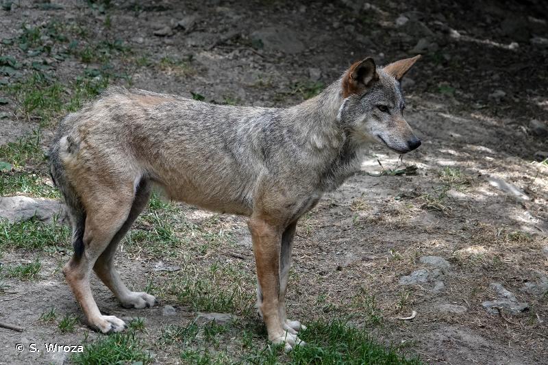 Loup gris (Canis lupus) - Monde Animal