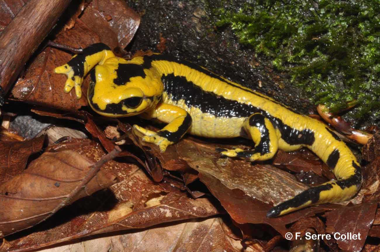 Salamandre tachetée (Salamandra salamandra) - Monde Animal