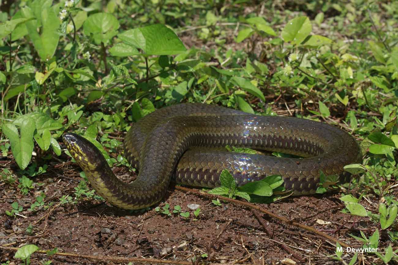Cobra-d'água (Pseudoeryx plicatilis).