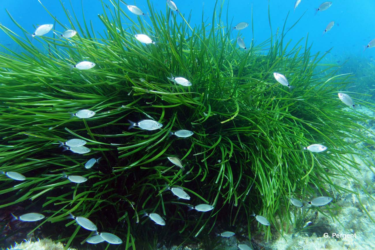 III.5.1. - Biocénose de l'herbier à <em>Posidonia oceanica</em> - Biocénoses benthiques de Méditerranée