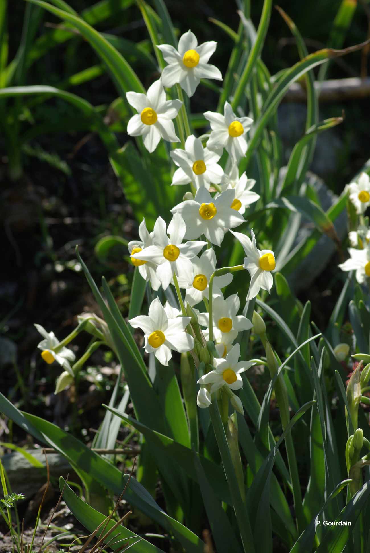 Narcissus tazetta L., 1753 - Narcisse tazette, Narcisses à bouquet jaune,  Narcisse à bouquet-Description, detailed sheet