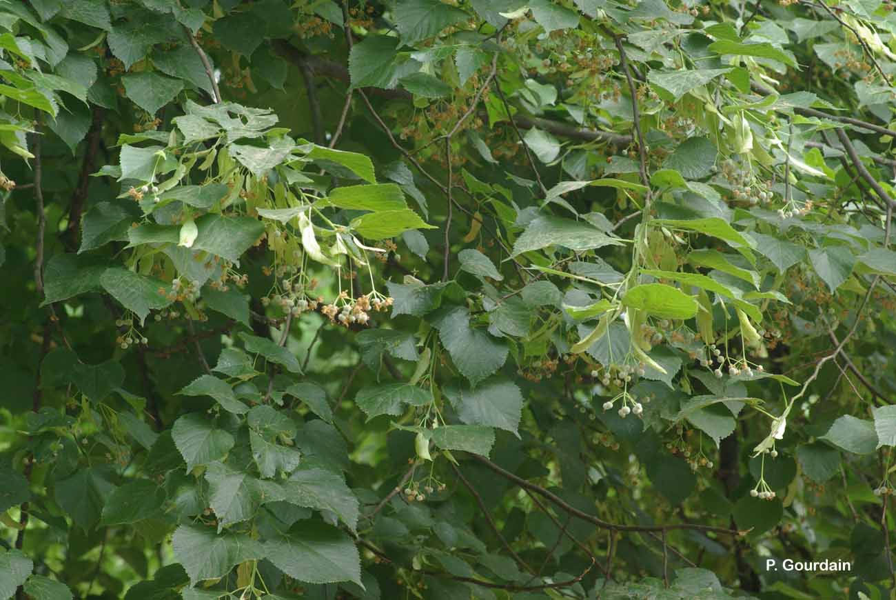 Définition  Tilleul à petites feuilles - Tilia cordata - Tilleul
