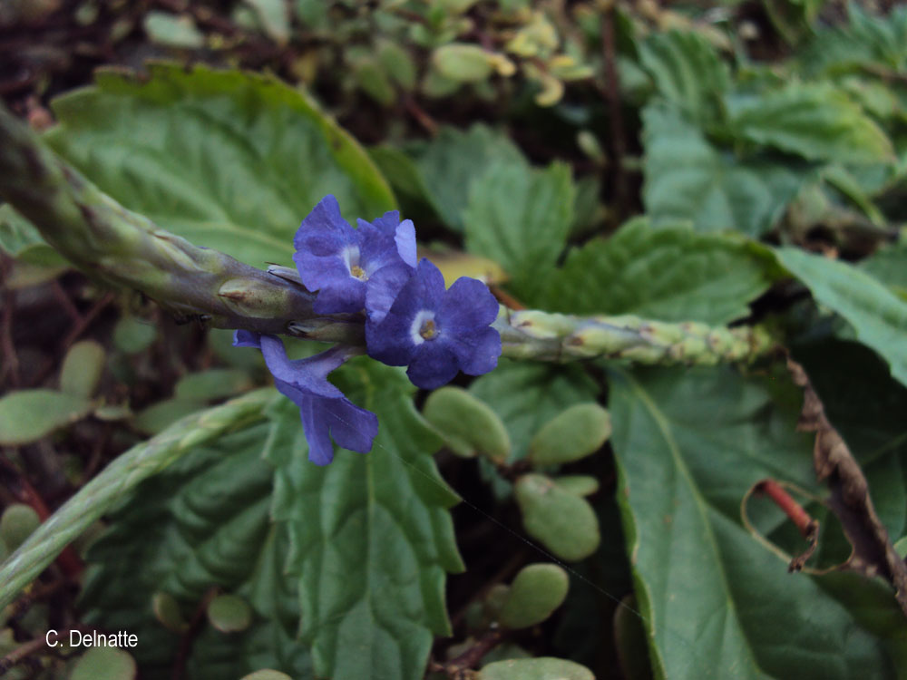 Stachytarpheta jamaicensis (L.) Vahl, Verveine bleue (Flore mondiale) -  Pl@ntNet identify