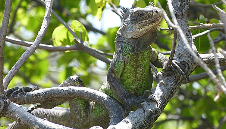 Iguane des Petites Antilles Iguana delicatissima © Aurélien Miralles / MNHN