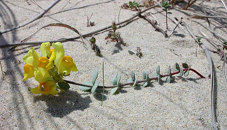 Linaire à feuilles de Thym (Linaria thymifolia), fleur endémique du littoral atlantique © Arnaud Horellou