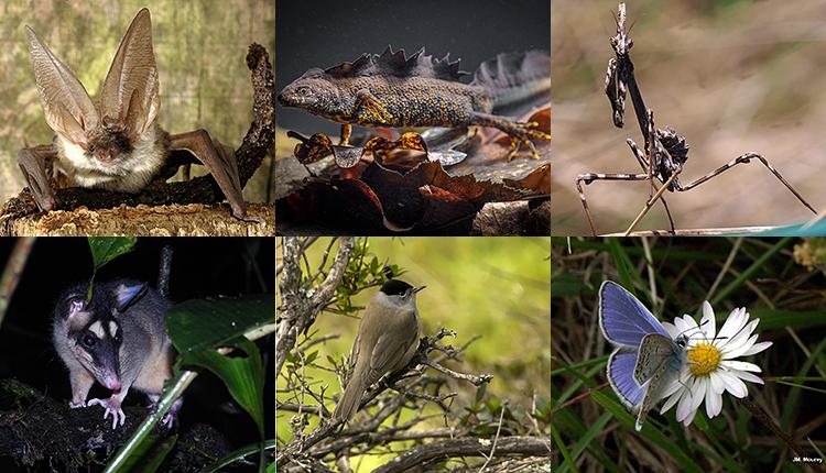 Oreillard roux, Plecotus auritus © Pixaterra - Triton crêté, Triturus cristatus © E. Sansault - ANEPE Caudalis - Empuse commune, Empusa pennata © Koïchi Beltrando - Quatre-yeux gris, Philander opossum © S. Sant/Parc Amazonien de Guyane - Fauvette à tête noire, Sylvia atricapilla © J. Laignel - Azuré de la Bugrane, Polyommatus icarus © J. M. Mourey