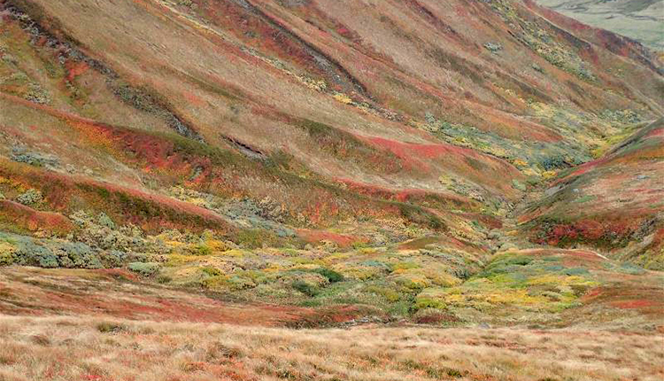 Brousses à Saules bas des Alpes © Y. Martin