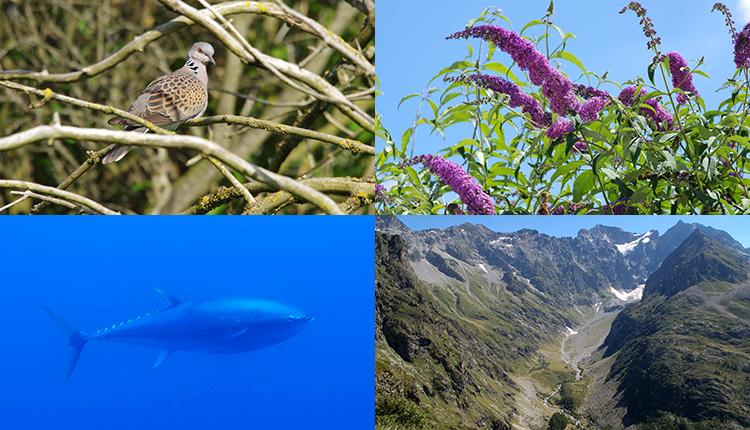 Tourterelle des bois Streptopelia turtur © P. Gourdain - Arbre aux papillons Buddleja davidii © P.Gourdain - Thon rouge Thunnus thynnus © T. Menut / Fondation Biotope - Site Natura 2000 dans le Parc naturel des Écrins © A. Rouveyrol