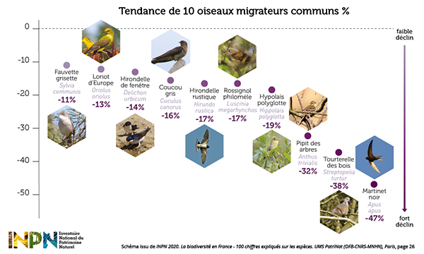 Tendance de 10 oiseaux communs migrateurs communs