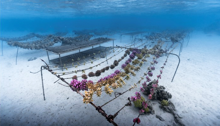 Évolution du développement des coraux sur une pépinière sous-marine © The Coral Gardeners