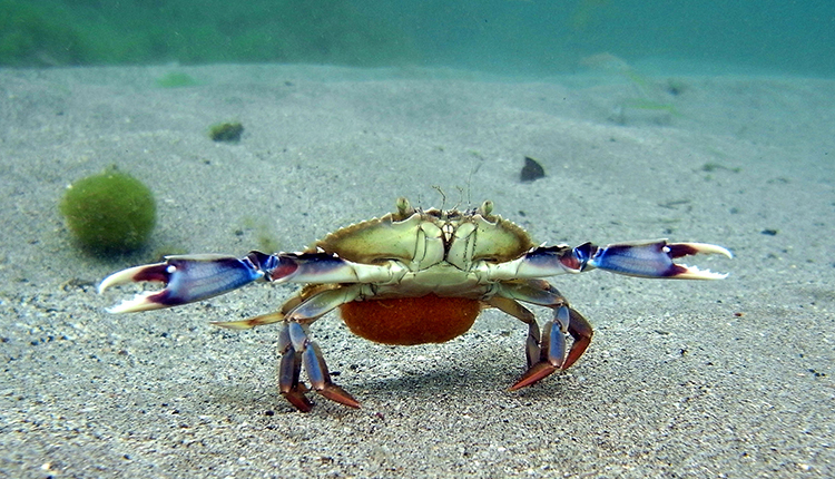 Crabe bleu Callinectes sapidus © Y. Buske